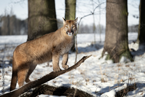 Fototapeta Naklejka Na Ścianę i Meble -  American cougar running on a snowy meadow
