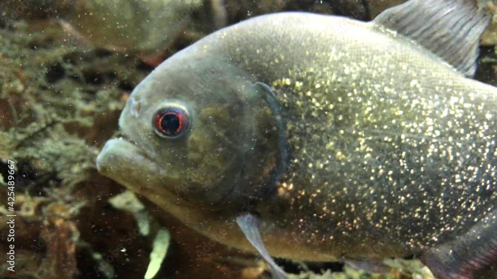 Piranhas swim slowly in the aquarium Piranhas swim slowly in the aquarium