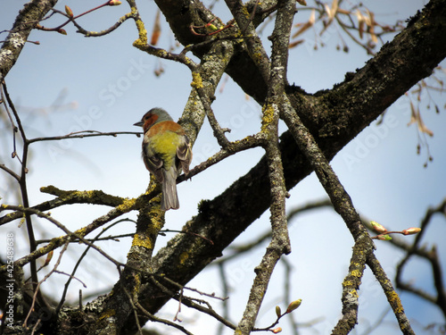Wallpaper Mural yellow billed hornbill Torontodigital.ca