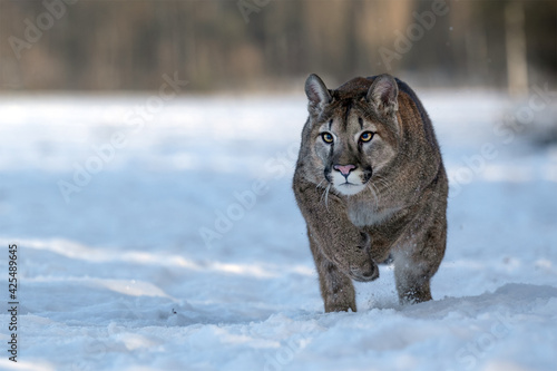 American cougar running on a snowy meadow