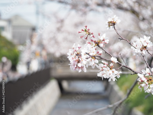桜が満開の玉串川