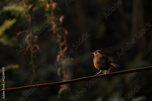 brown bird sitting on branch with beautifull background