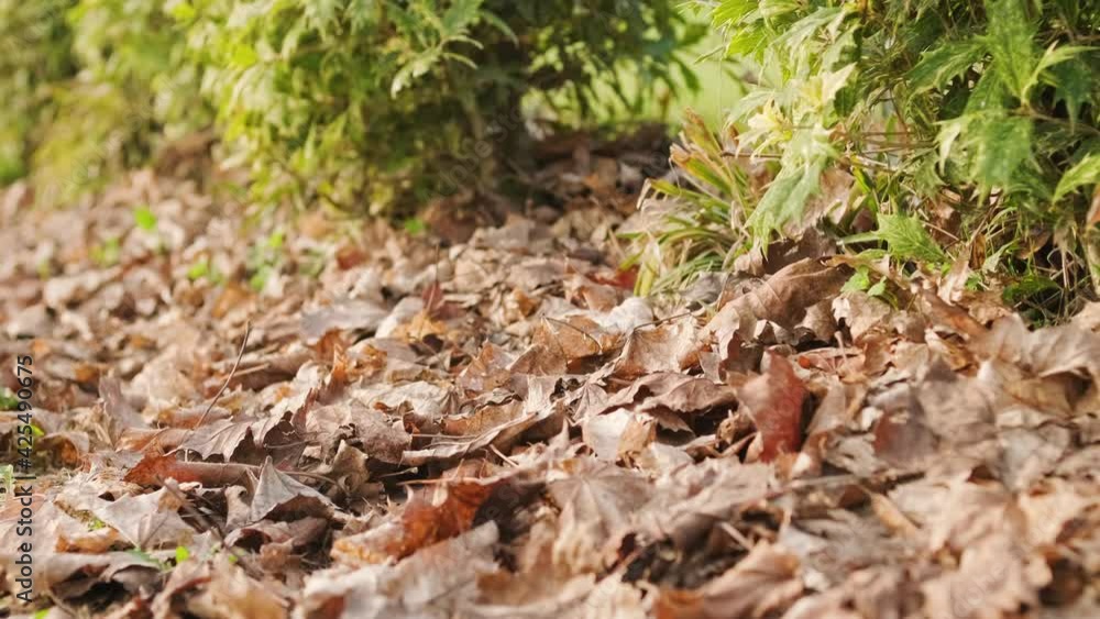 Fallen Dry Leaves In The Garden With Green Plants Of Osmanthus Heterophyllus In Background During Autumn - slider right shot Fallen Dry Leaves In The Garden With Green Plants Of Osmanthus Heterophyllus In Background During Autumn - slider right shot