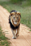 Big male lion,  Transvaal  or the Southeast African lion (Panthera leo krugeri) with black mane on the road. A large lion with a black mane patrols its territory. A typical African lion.