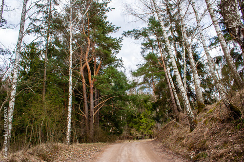 A dirt road leading through an old forest, located in Masuria, Poland, in the former Prussian lands near the city of Ełk