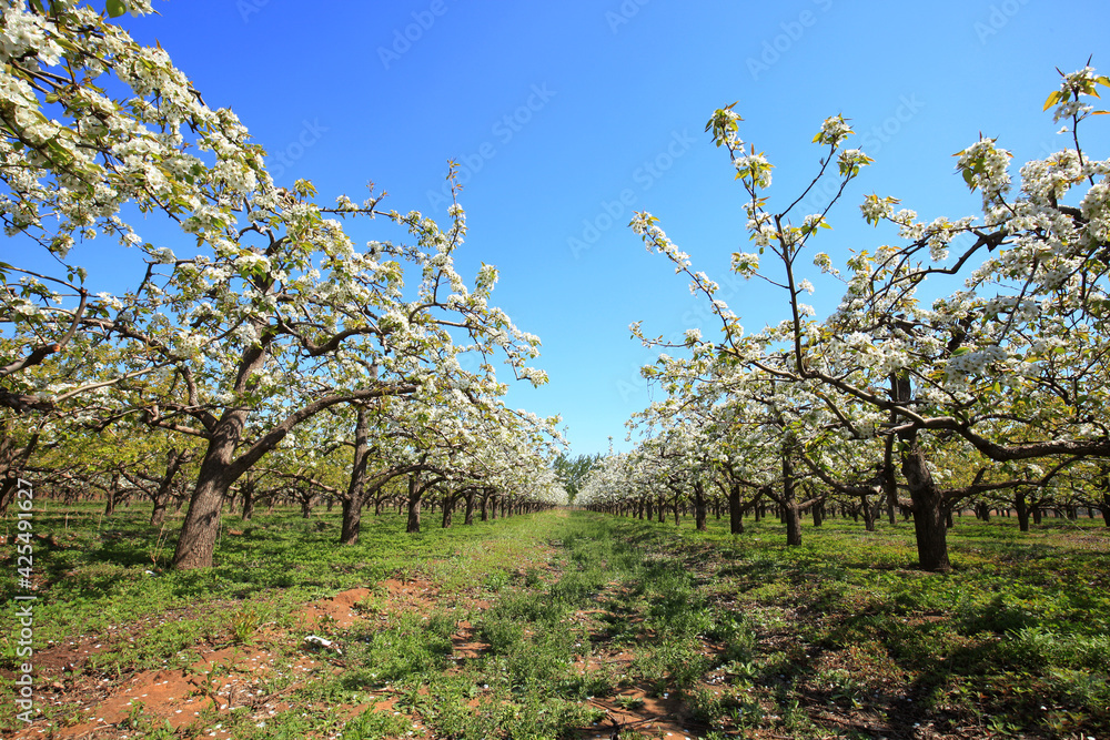 Pear trees blossom in spring