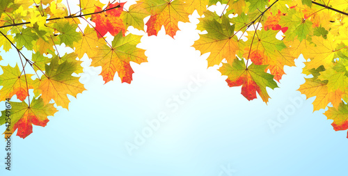 Maple leaves on sunny beautiful blue sky background