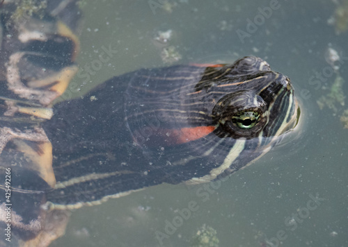 head of a red eared slider swimming in a pond