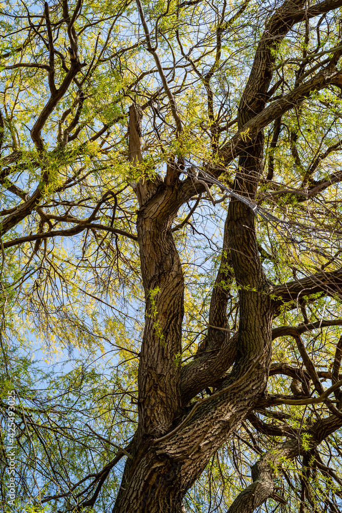 Obraz premium old willow tree