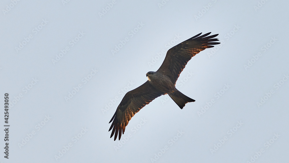 eagle in flight eagle in flight