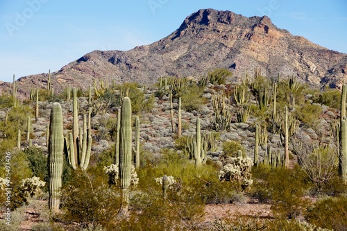 Organ Pipe Cactus National Monument in Arizona USA - Protected area of the Sonoran Desert