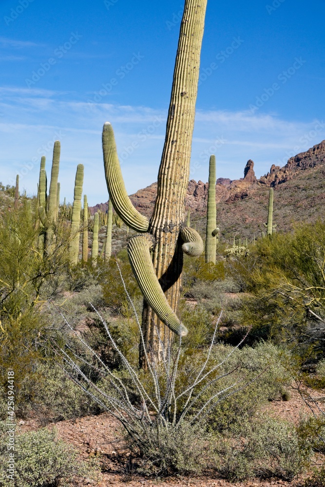 Saguaro Cactus (Carnegiea gigantea) in Organ Pipe Cactus National Monument in Arizona USA