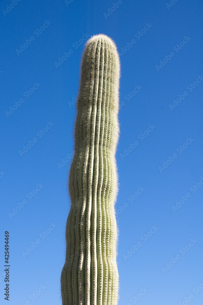 Saguaro Cactus (Carnegiea gigantea) in Organ Pipe Cactus National Monument in Arizona USA Saguaro Cactus (Carnegiea gigantea) in Organ Pipe Cactus National Monument in Arizona USA