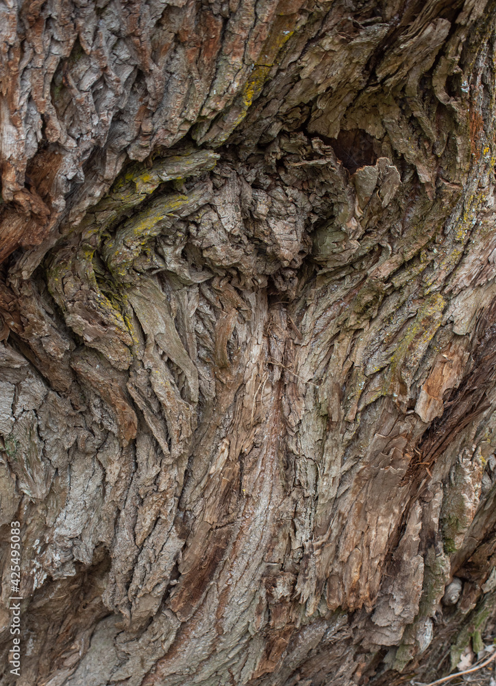 The abstract background of old tree The abstract background of old tree