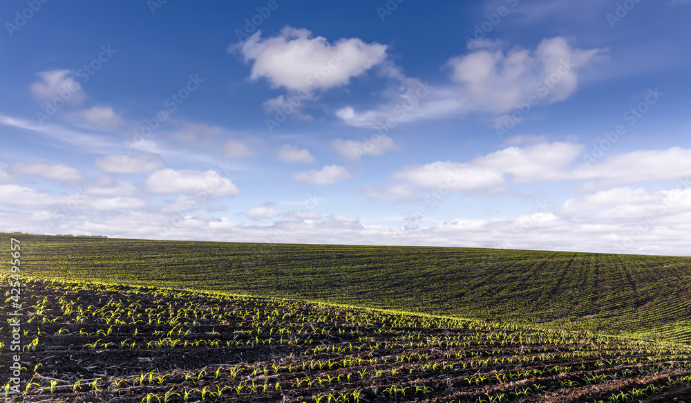 Field Rows in spring. Agriculture field with young corn at sunny day. Wonderful rural landscape with perfect blue sky. Rich Harvest Concept. used as background.