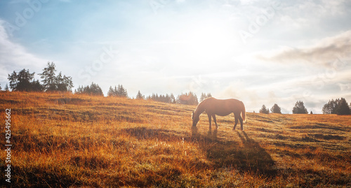 landscape in the morning. Horse in the pasture.