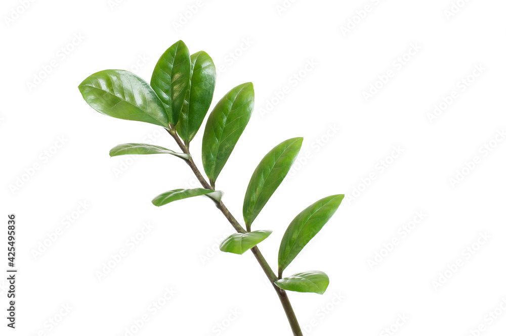 Young branch with green leaves on a white background