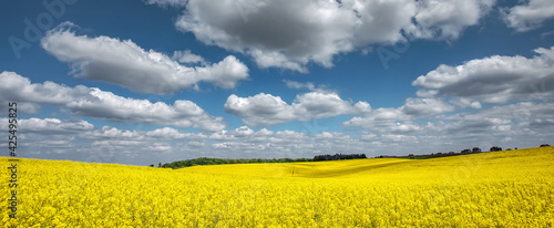 Agricultural landscape with Yellow flowering canola field and perfect blue sky. Blooming canola flowers under sunlight. panorama image. Rural scenery. natural energy products. Rich harvest concept.
