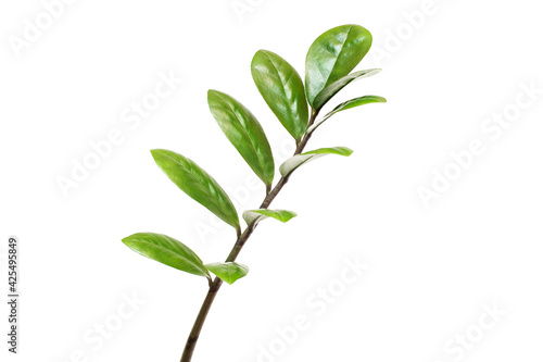 Young branch with green leaves on a white background