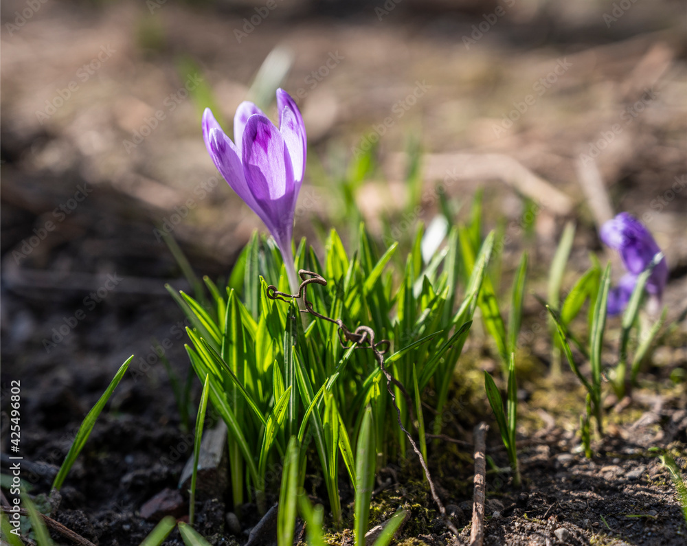 Blooming violet purple crocuses Blooming violet purple crocuses