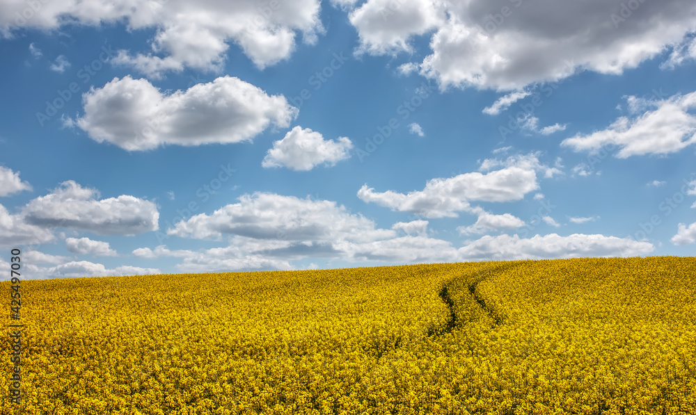 Obraz premium Beautiful landscape with yellow blossom field of conola flowers and blue summer sky with clouds. Wonderful agriculture landscape background. Rich harvest concept. Rural scenery. natural energy product