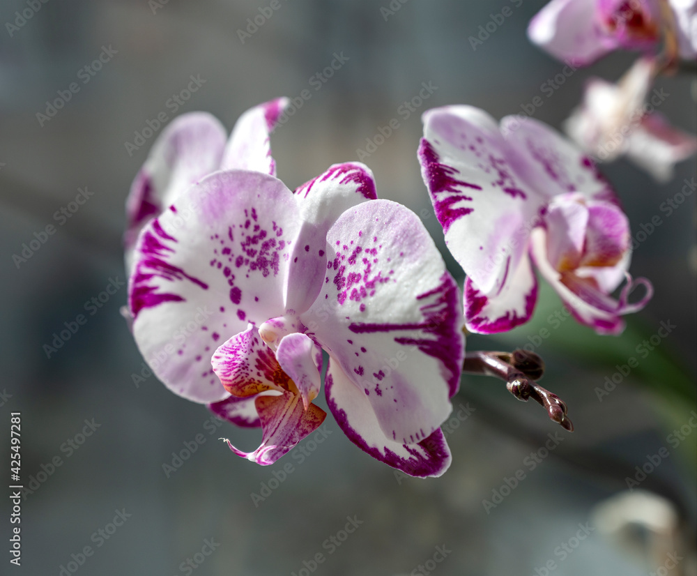 Obraz premium Beautiful pink & white orchid