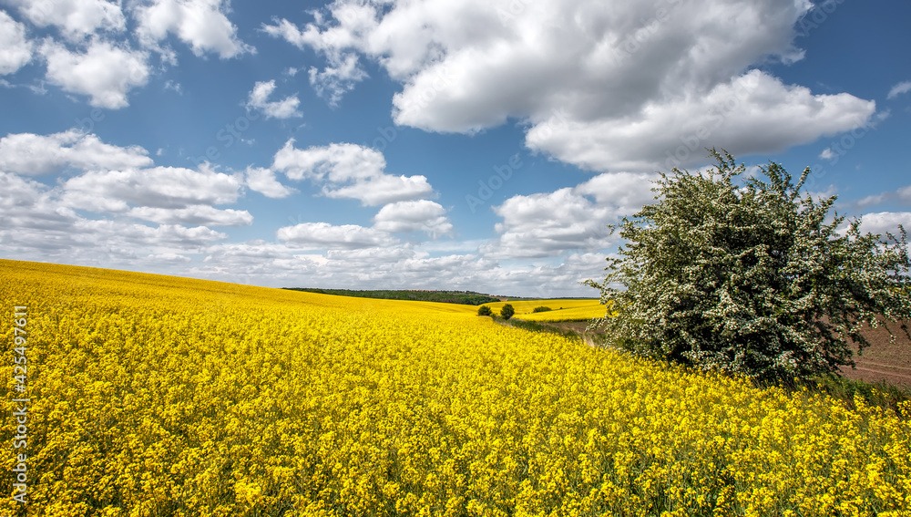 Obraz premium Beautiful landscape with yellow blossom field of conola flowers and blue summer sky with clouds. Wonderful agriculture landscape background. Rich harvest concept. Rural scenery. natural energy product