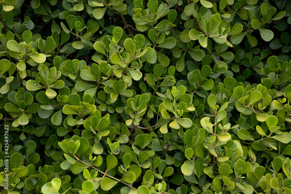 Abstract background.
Green leaf. use for graphic design, space for text. Abstract background.
Green leaf. use for graphic design, space for text.