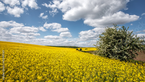 Fototapeta Naklejka Na Ścianę i Meble -  Beautiful landscape with yellow blossom field of conola flowers and blue summer sky with clouds. Wonderful agriculture landscape background. Rich harvest concept. Rural scenery. natural energy product
