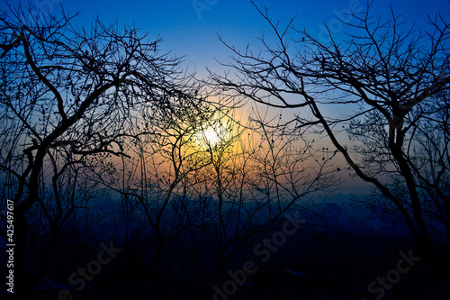 sunset in the woods © MIphotography