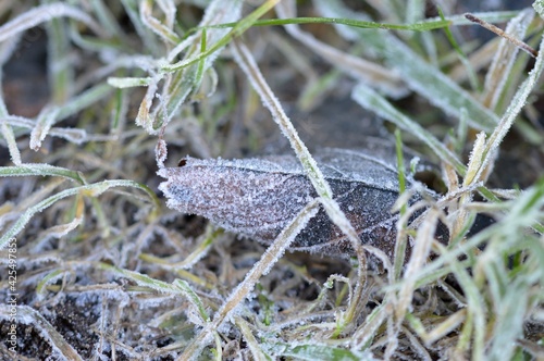 Closeup macro of frozen grass