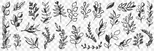 Leaves natural pattern doodle set. Collection of hand drawn various branches with leaves of natural pattern isolated on transparent background 
