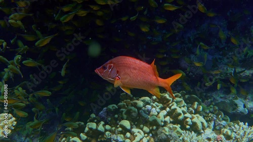 Longjawed Squirrelfish (Sargocentron spiniferum)
IP, 51 cm. ID: head with red blotches, red dorsal fin. photo