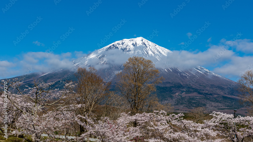Mt. Fuji and cherry blossoms 