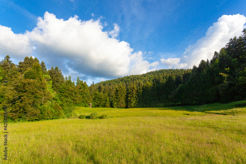 The meadow fringed by the forest in Risnjak National Park, Croatia