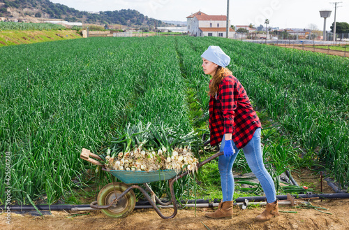 Canvas Print Young girl farmer with wheelbarrow harvests fresh green onions on a farm