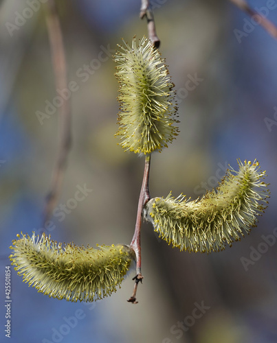 Buds bloom on the willow tree in spring photo