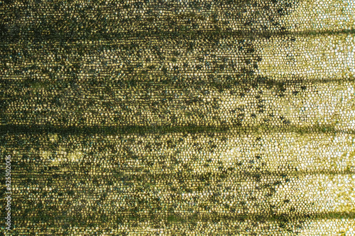 Macro view of organic fiber texture with linear pattern and microscopic detail, scientific abstract background for biotechnology or tech industry