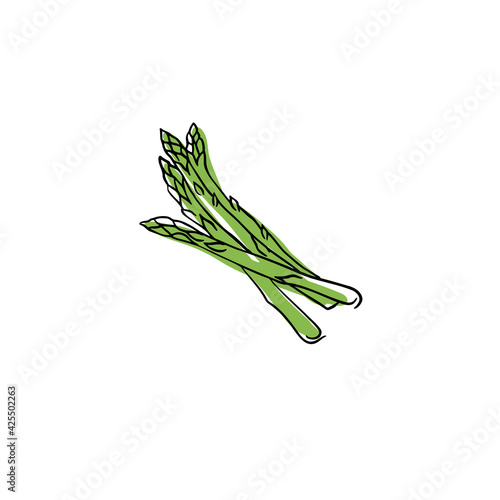Hand drawn colored vector illustration of vegetable asparagus, isolated
