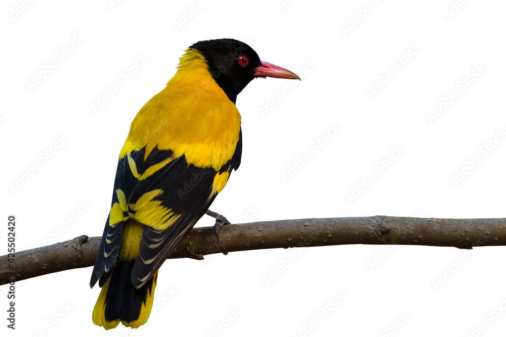 Black-hooded Oriole bird on brabch on white background. Black-hooded Oriole bird on brabch on white background.