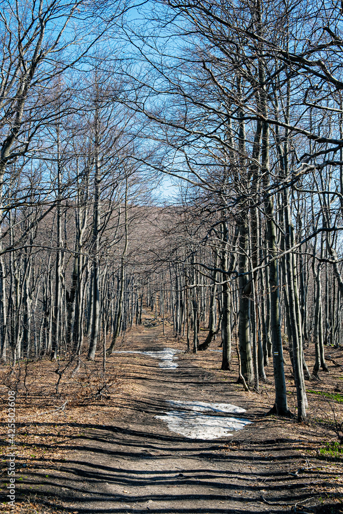 Tourist path and deciduous tree alley, Klak hill, Slovakia Tourist path and deciduous tree alley, Klak hill, Slovakia