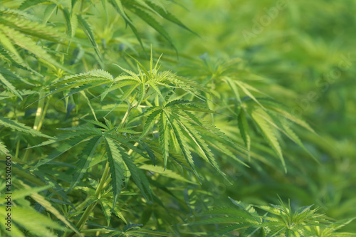 Green cannabis sativa leaf background in outdoor farm