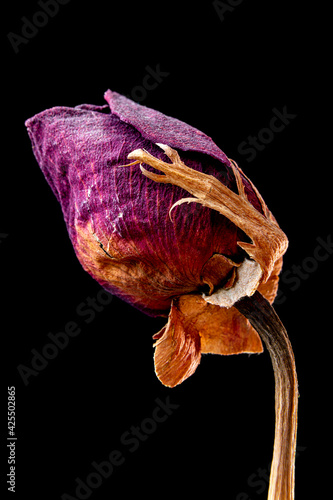 Macro photography of a dried rose flower with a black background. A stunning image that captures the beauty and fragility of life