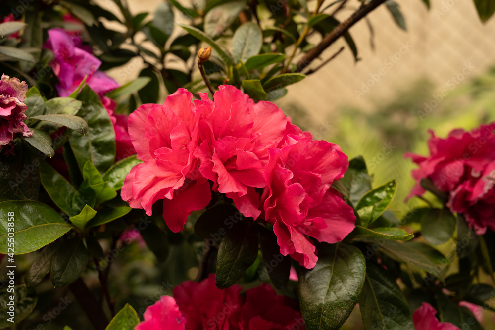 Carnation Dianthus caryophyllus