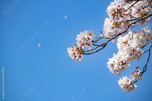 青空と桜