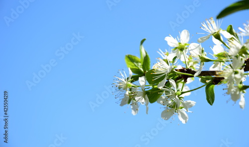 Weiße Blüten im Sonnenschein vor blauen Himmel - Hintergrund und Banner