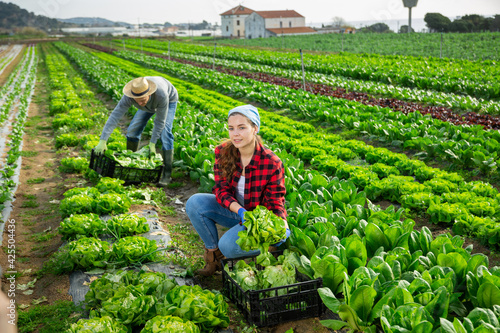 Couple of workers man and woman during harvesting of green lettuce in the field