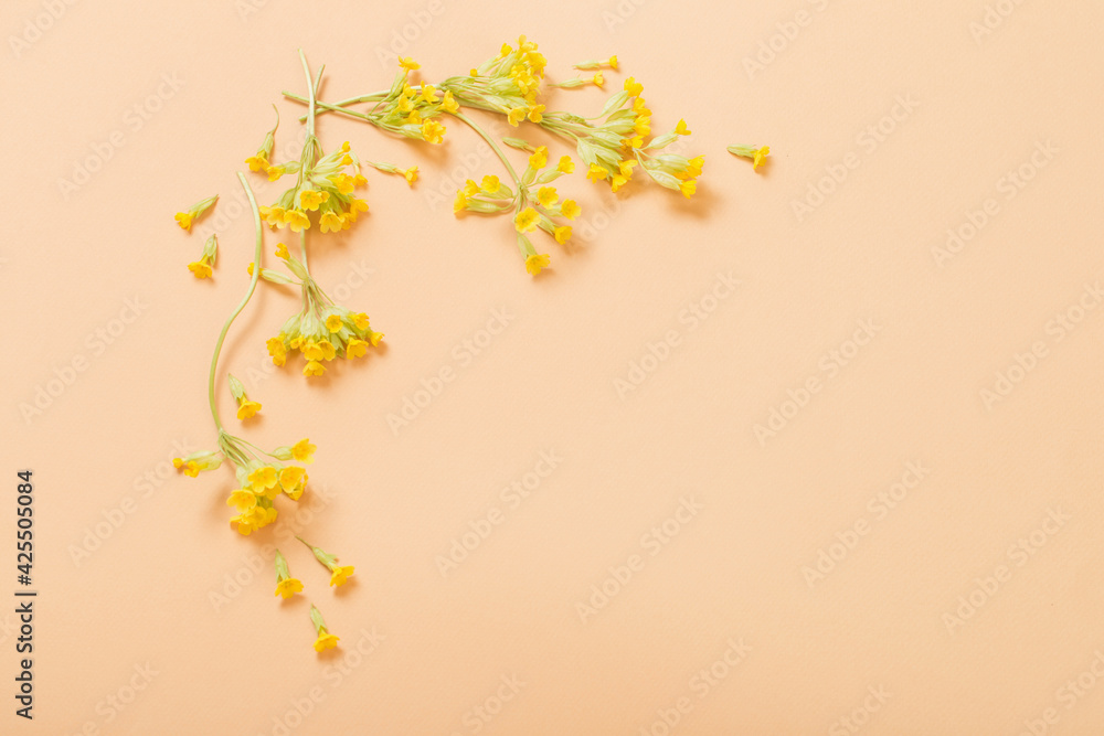 yellow primrose on orange paper background  on paper  background