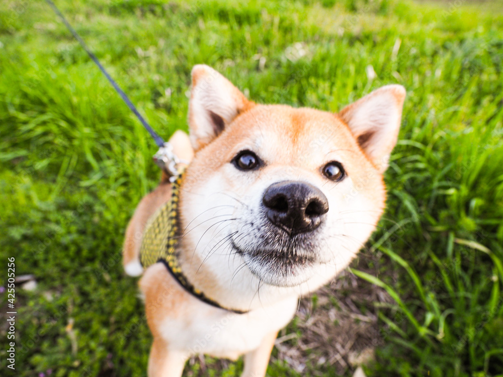 Shiba dog in the grass Shiba dog in the grass
