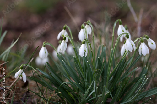 The beautiful snowdrop flower dissolves in the spring